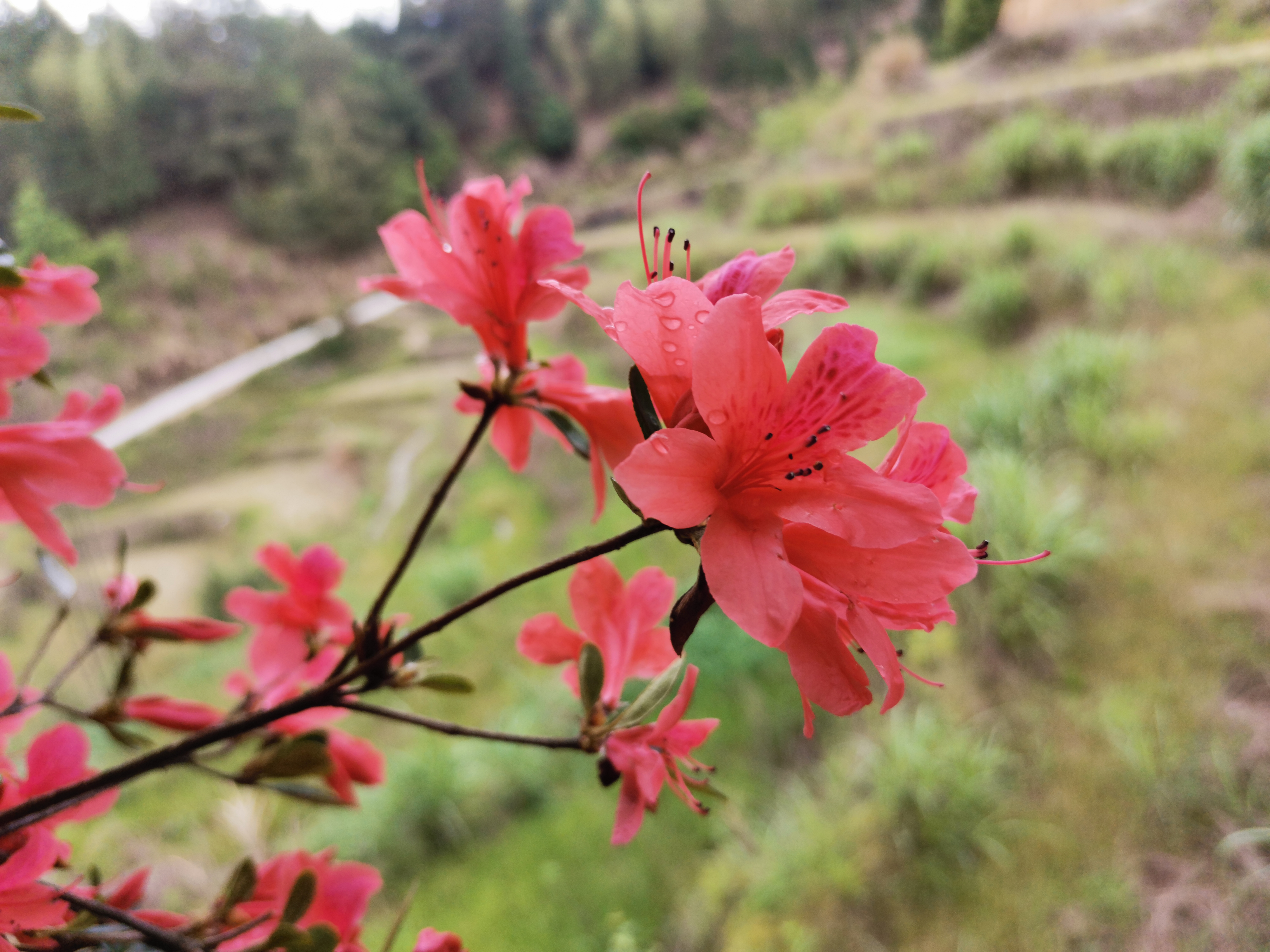 深山野生杜鹃花,中国最好的野生杜鹃花