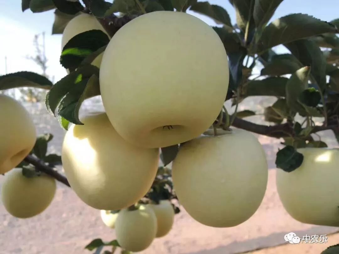 何巨才果园管理,何巨才作品