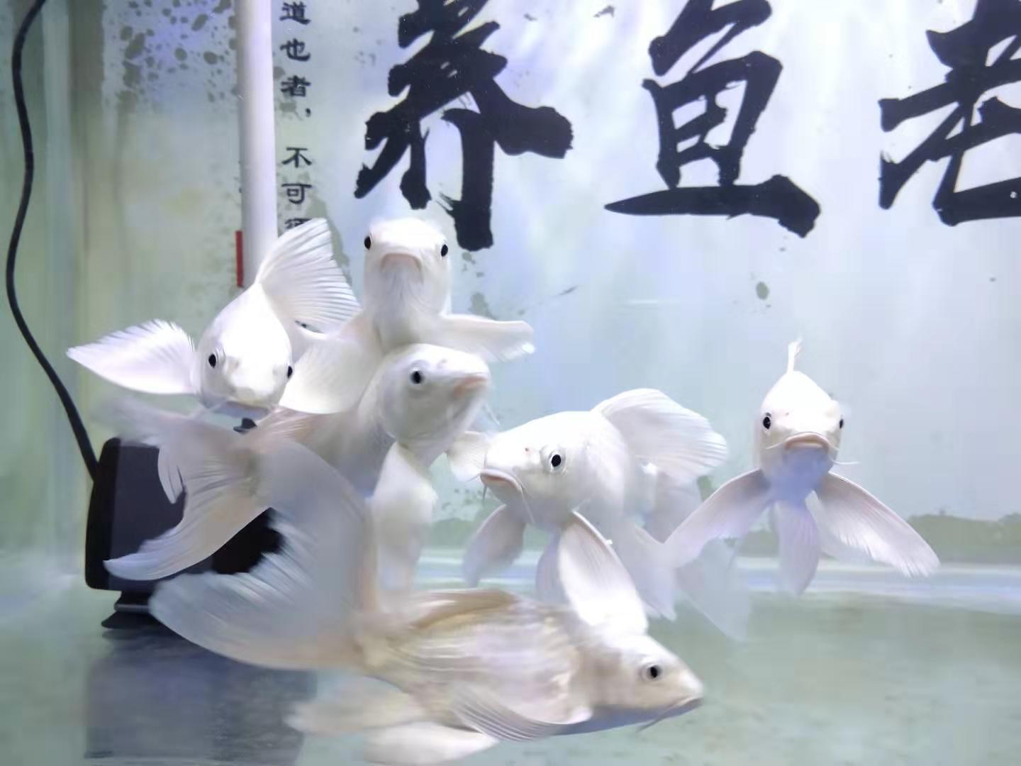 鱼友养的蝴蝶鲤,鱼友死过最贵锦鲤