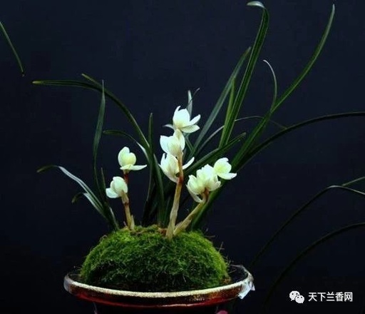 世界十大罕见花卉,世界名贵花卉高清大图