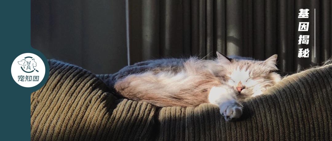 怀孕的母猫得猫瘟没流产,怀孕一个月的猫感染猫瘟会流产吗