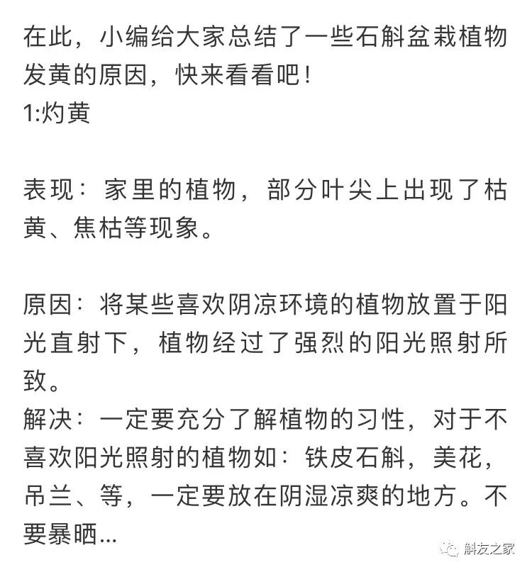 石斛兰叶子黑尖,石斛兰的茎杆子黄了怎么办