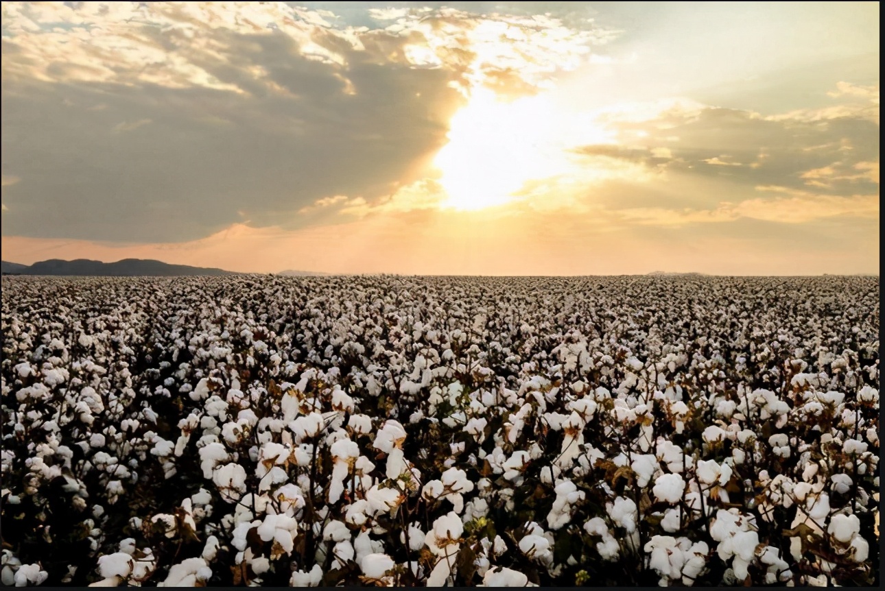 盛文兵：简单说说棉花