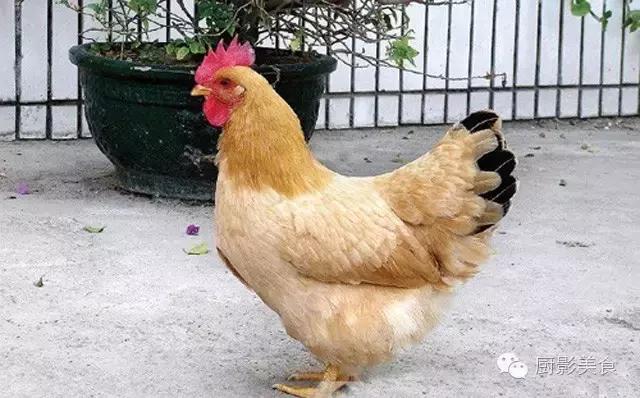 全世界的鸡都在这了，有你认识的吗？