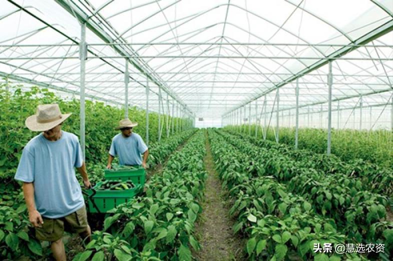 网购农资弊端多大,网购农资产品怎么防骗