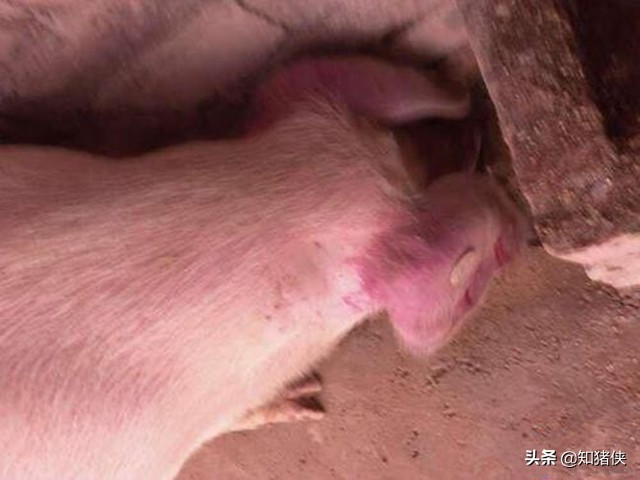 后备母猪不吃食耳朵发紫,有好几头母猪呕吐血是什么原因
