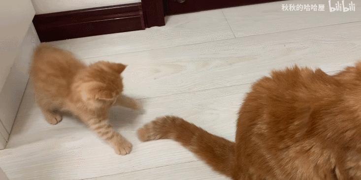 好不容易养大的猫被猪拱了,猫为什么喜欢被猪拱