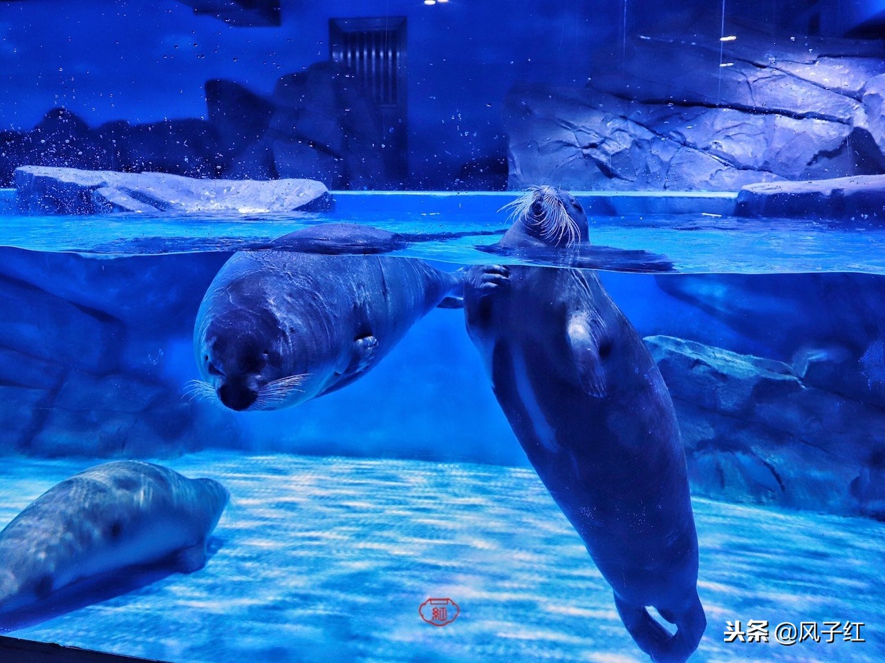 上海新地标丨海昌海洋公园一日游园玩法攻略
