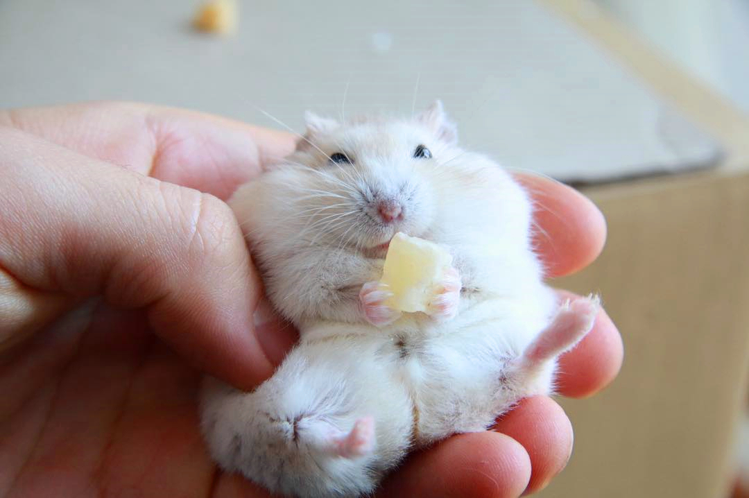 仓鼠布丁和银狐都吃些什么,仓鼠银狐怎么挑食的呢图片