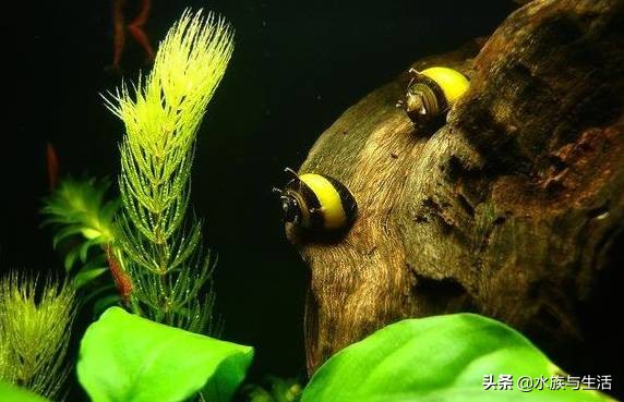 鱼缸除藻能手排名,鱼缸过滤除藻能手