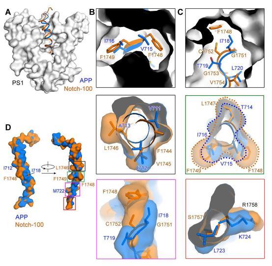 研究发现阿尔茨海默病治疗新方法,施一公阿尔茨海默症