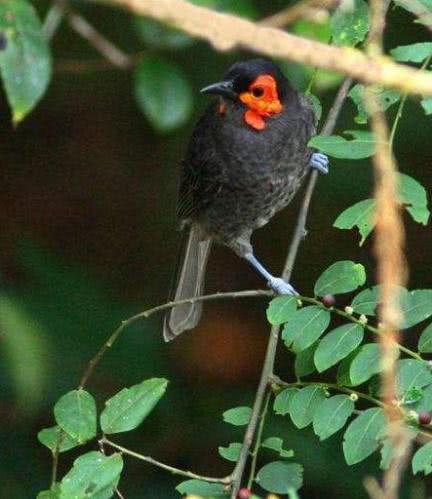 新几内亚岛世界地图,新几内亚在地球的哪里
