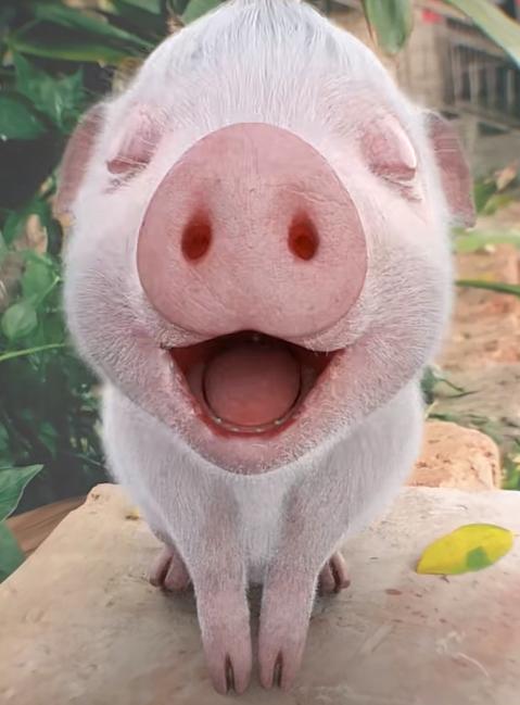 哭笑不得！四川一男子给小猪做人工呼吸，把猪整干哕了