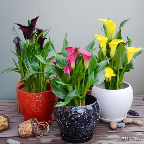 彩色马蹄莲如何复花,彩色马蹄莲好养吗能复花吗