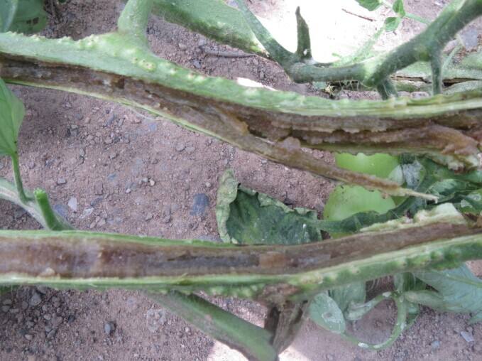 番茄青枯病和溃疡性髓部坏死区别,番茄髓部坏死病发生规律图片