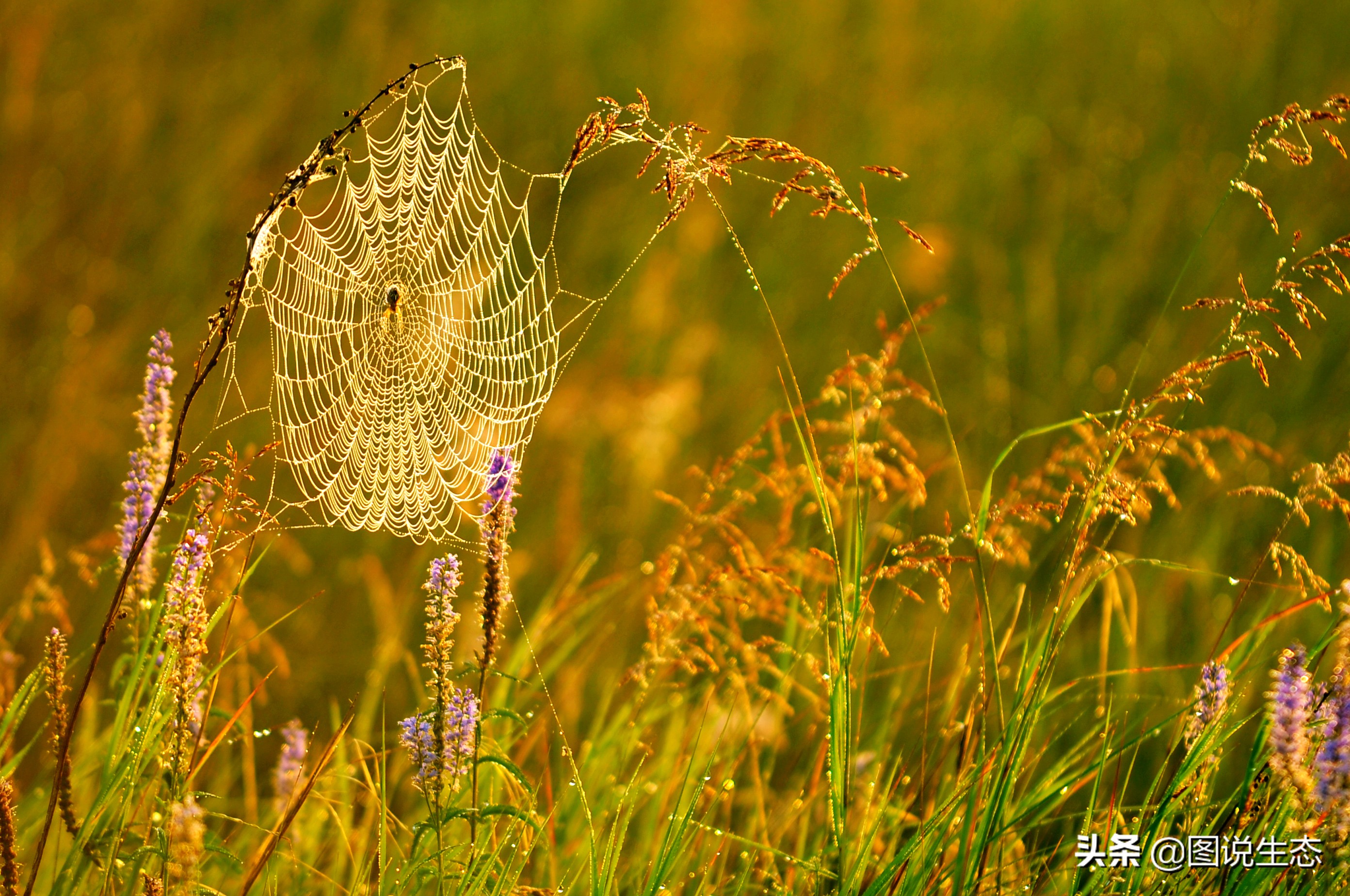 一口气看完塞罕坝全篇,参观塞罕坝有感1000字