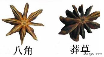 八角在卤水中的禁忌,卤水八角的禁忌