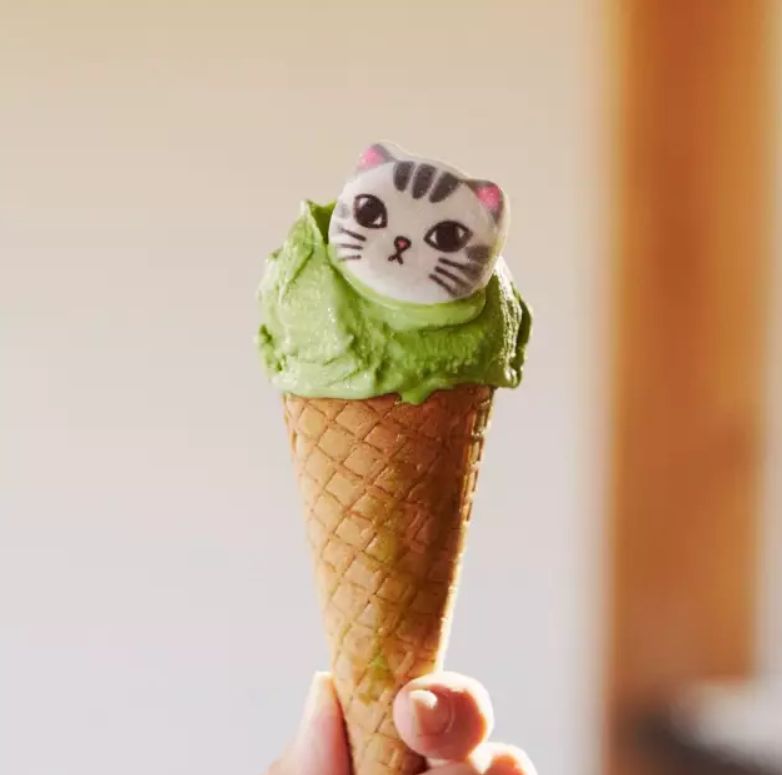 360度“云吸猫”?日本这家猫咪商店简直爱了