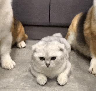 家里小猫咪害怕出门,平常特别怕人的猫突然溜出去了