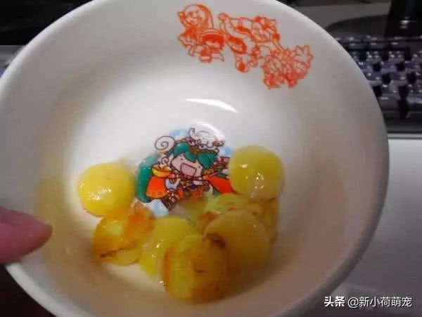 养的乌龟终于下蛋了,养的乌龟下蛋了是好兆头么