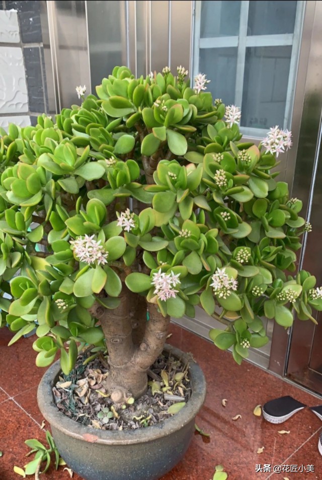 玉树叶子长黄点怎么回事,玉树的叶子发黄是怎么回事