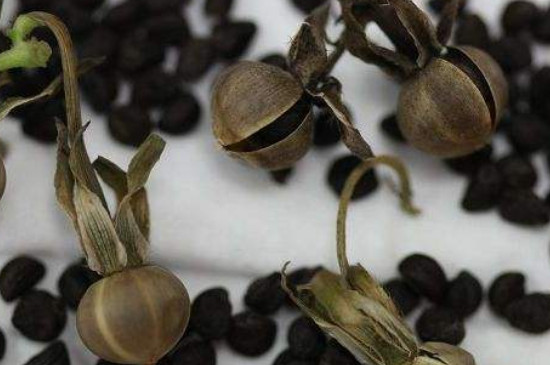 植物种子简介,考拉园艺网养花土配方