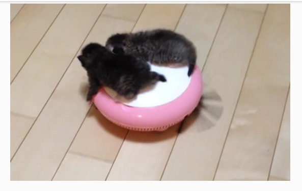 新手养猫最强攻略之日常护理篇,养猫清洁必备物品有哪些