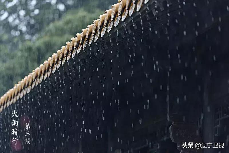 酷暑知了声声入耳,大暑知了叫