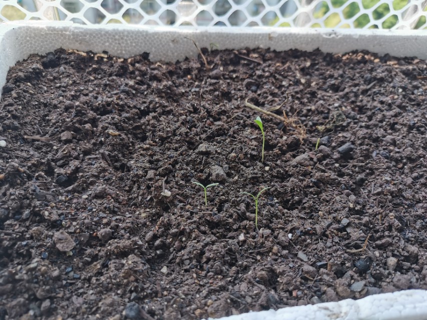 背阴阳台设计,收获展板