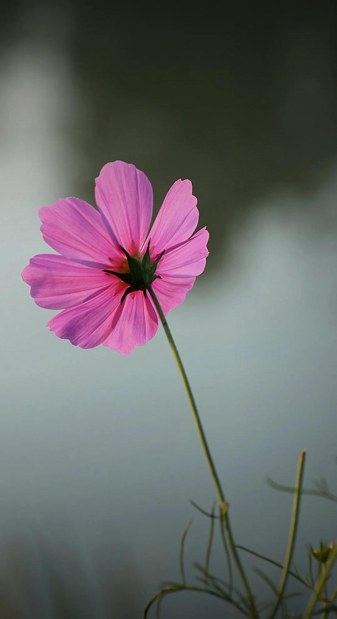 散文生活,散文简单活着就是人生的精致