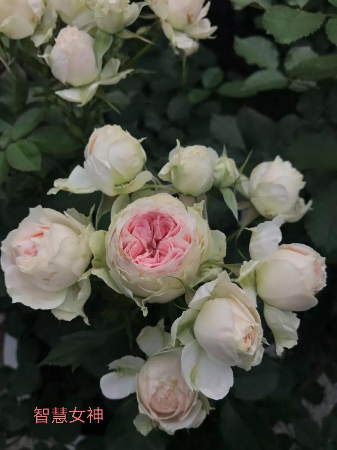 适合做切花的月季品种,十大公认最好切花月季