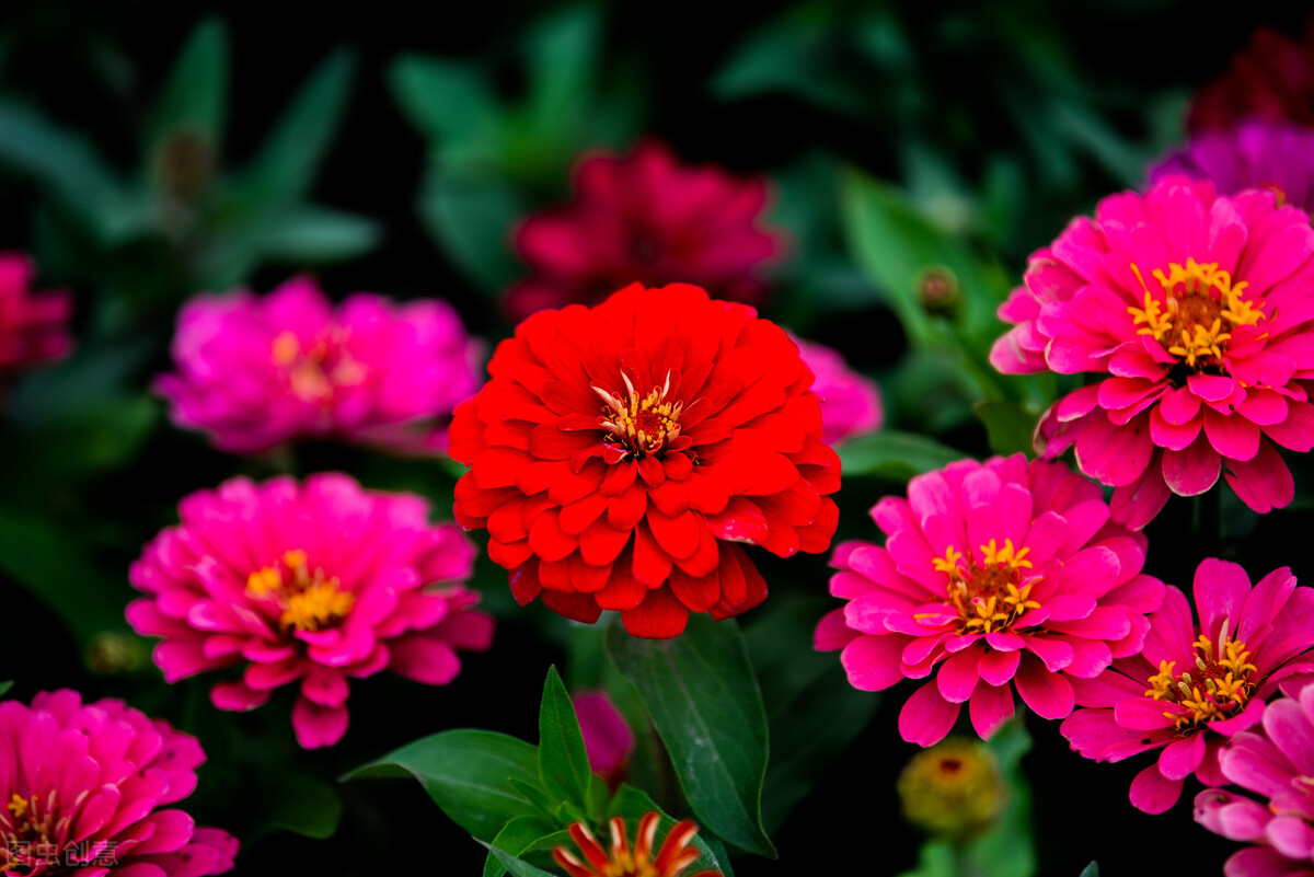 家中养4种花要当心,新手千万别碰这3种花