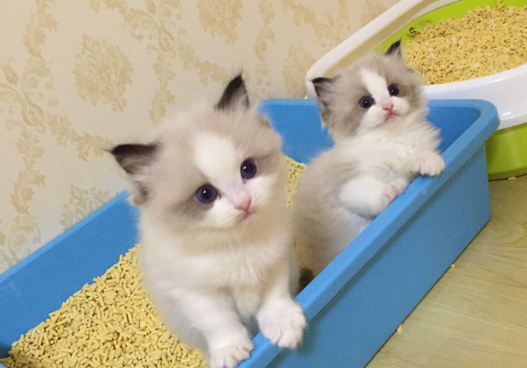 铲屎官要知道的猫咪知识,最适合新手铲屎官养的猫