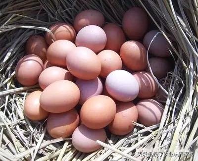 鸡蛋买多了怎么办？传授几种简单贮存方法，收藏起来一定有用