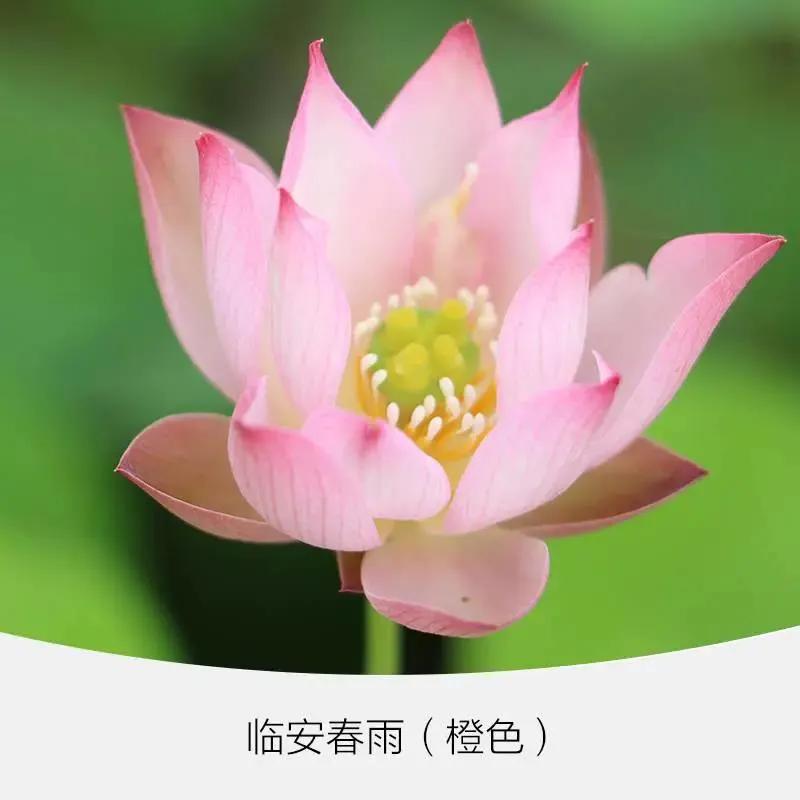 微型丰花碗莲有什么品种,微型碗莲适合种什么花