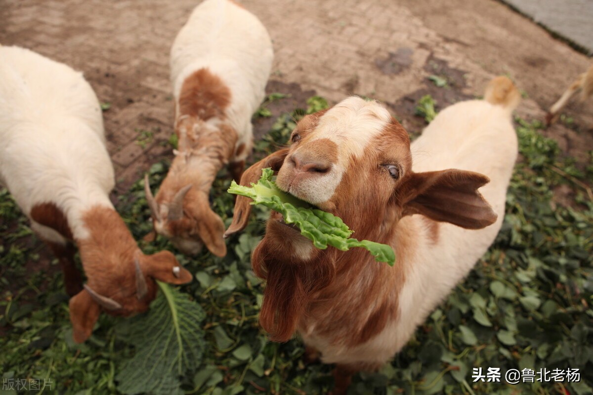 新手养羊如何预防羊病,养羊常见病治疗大全