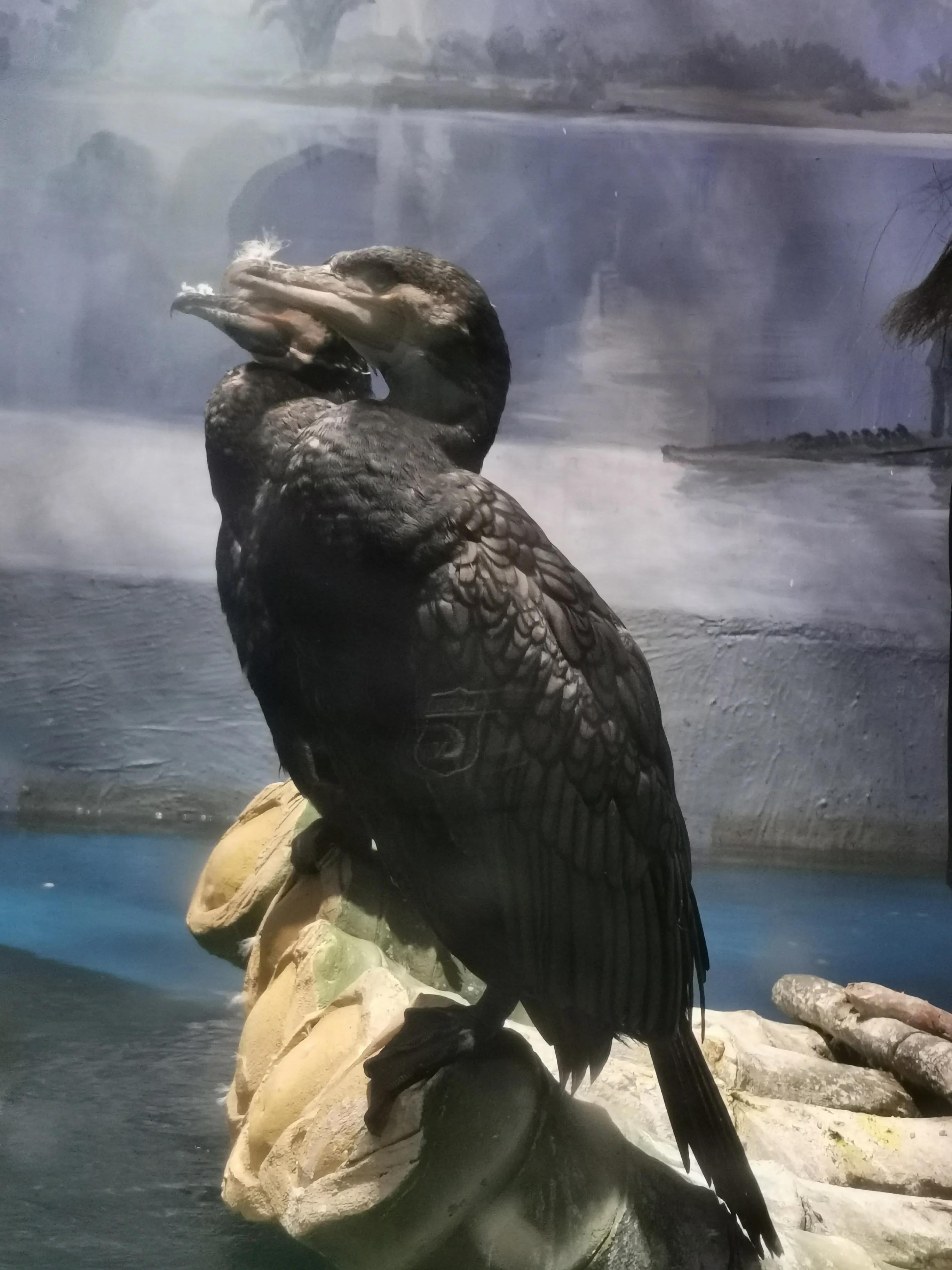 璧拌繘娴锋磱鍔ㄧ墿娴峰簳涓栫晫,鍙傝娴峰簳涓栫晫娴锋磱鍔ㄧ墿瑙嗛