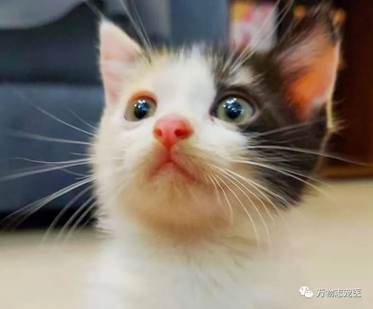 自从养了猫之后早上不想吃饭,自从养了猫之后总是失眠