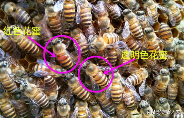 真正的蜂蜜是什么蜜,什么样的蜂蜜是天然蜜