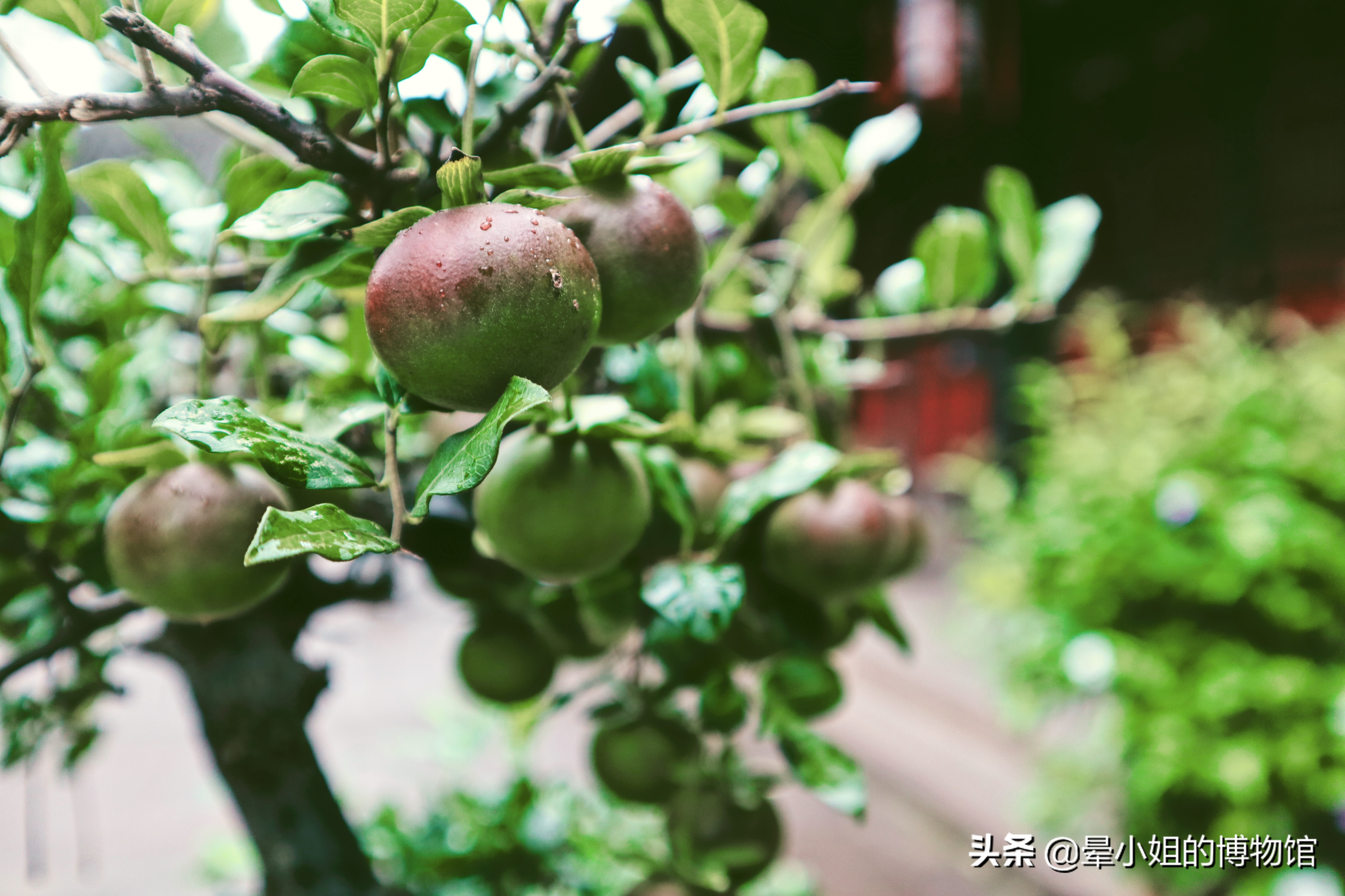 文殊院禅林圣迹,中国四大禅林文殊院