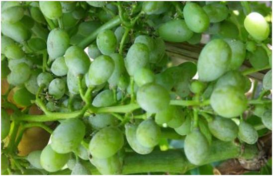 果树褐斑病害图片大全,果树病虫害用药一览表