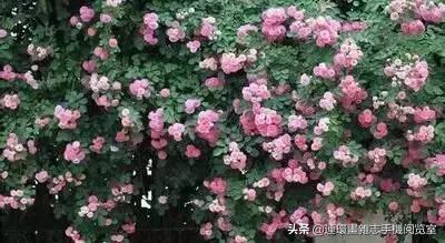 各种花的花语文案,花的花语100种