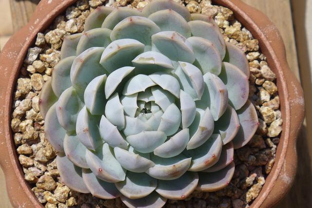 阳台上不要放这四种东西,阳台上不宜放什么植物