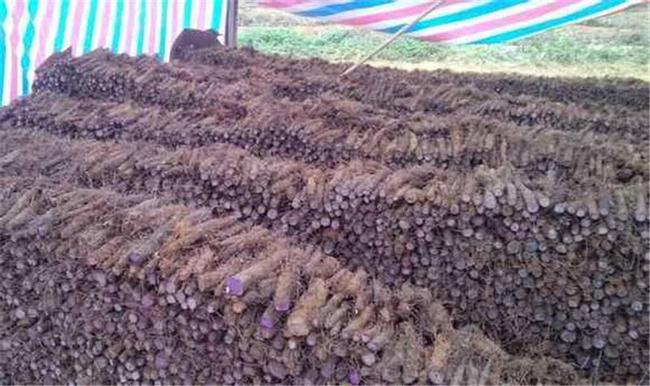 今年铁棍山药涨价没,今年山药为什么这么便宜