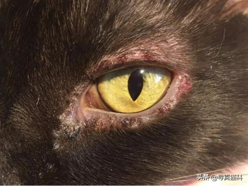 猫传染性上呼吸道感染,猫传染性鼻支气管炎