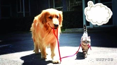 猫咪总喜欢跑酷怎么办,猫咪喜欢到处乱窜怎么回事