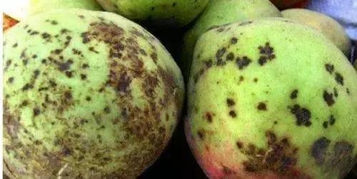 桃树病虫害防治与用药,桃树病虫害防治全年用药