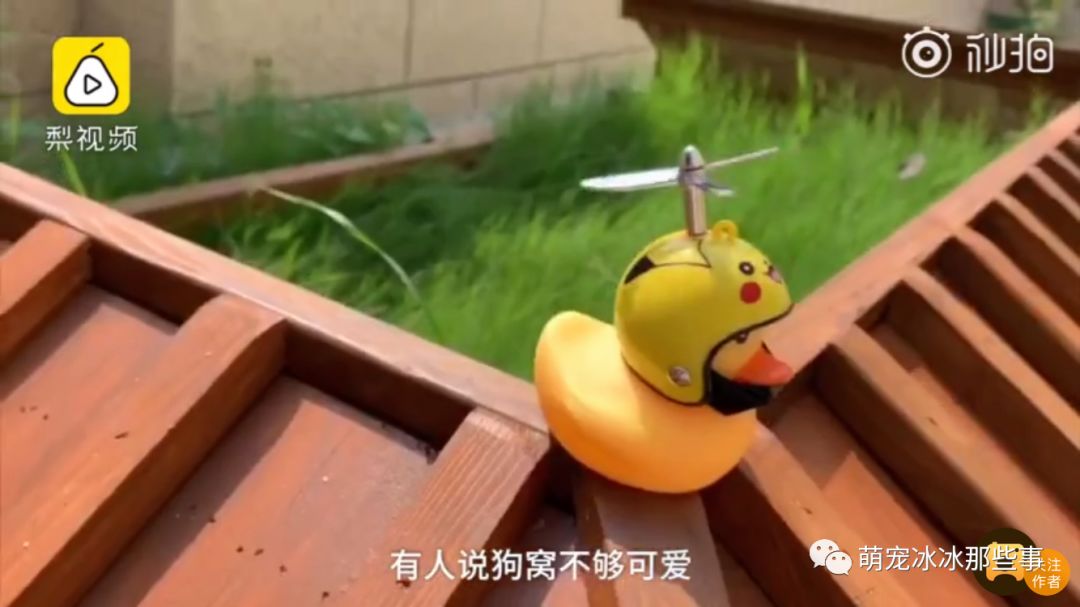 主人花30万打造的豪华狗窝,全网最土豪狗窝