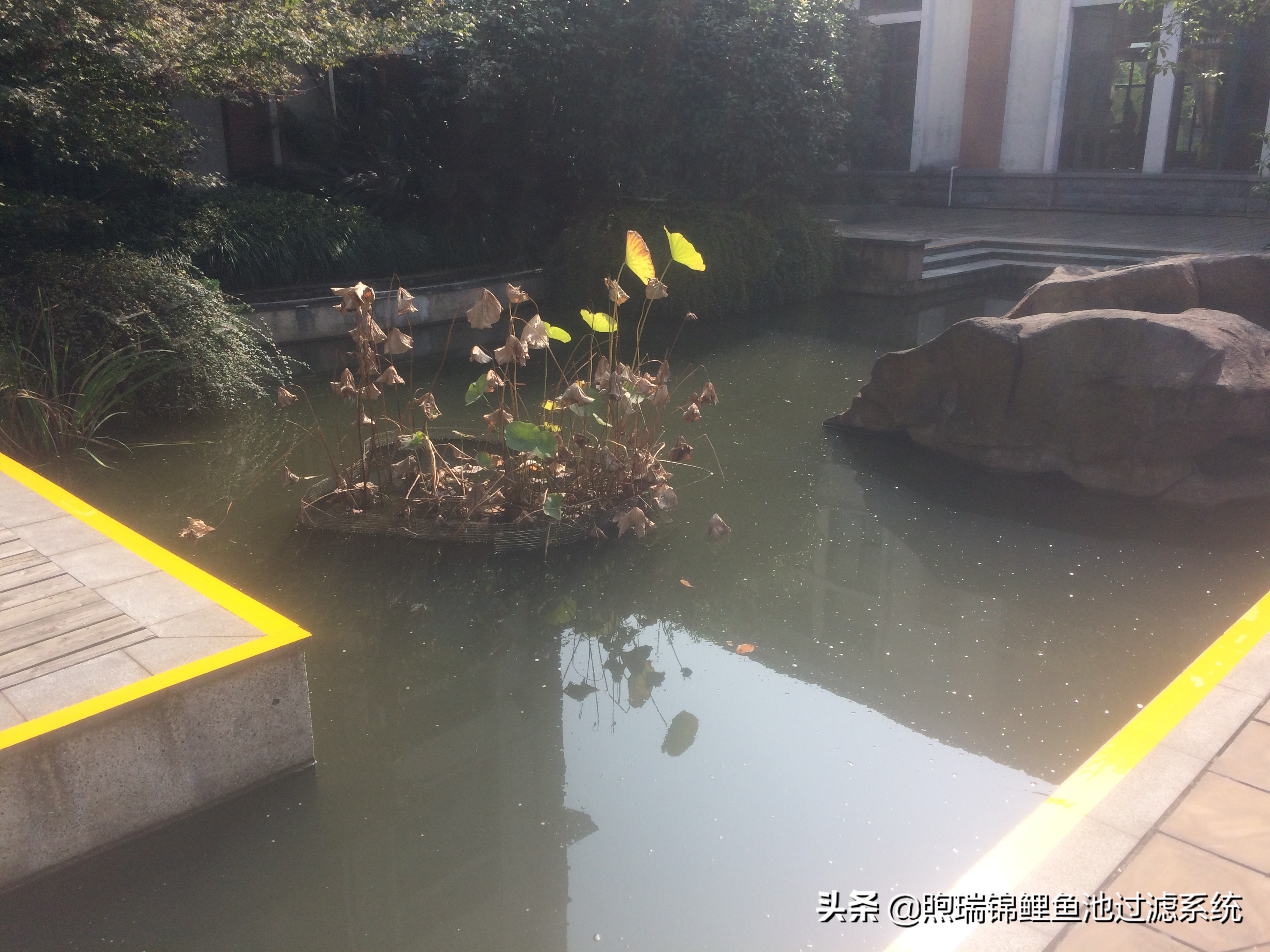 锦鲤怎么养才能养出好看的颜色,养锦鲤怎么养得好看些呢