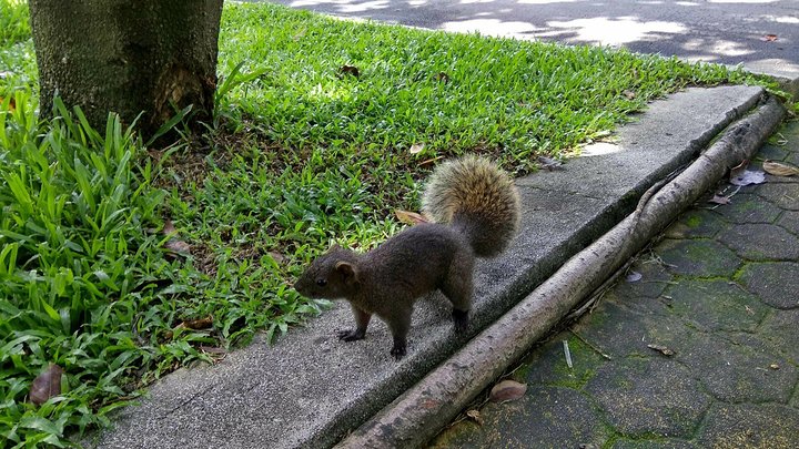 别叫我松鼠啦!我更喜欢被称作“花栗鼠”